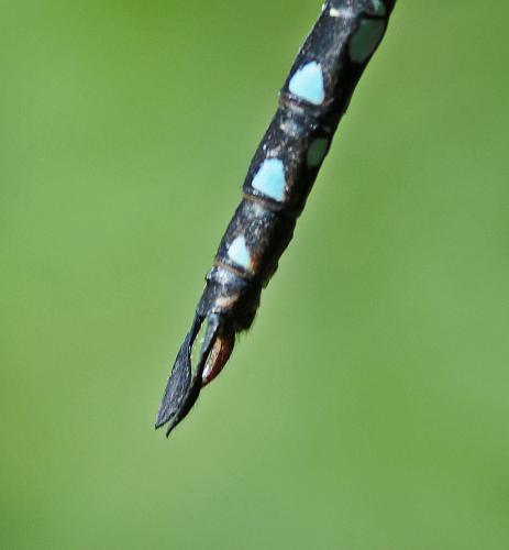 Réf. 328 160 : Aeshna mixta